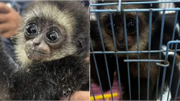 smuggled four agile gibbons in bag from Malaysia to India two arrested at airport