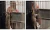 Video of cat opening locked door goes viral 