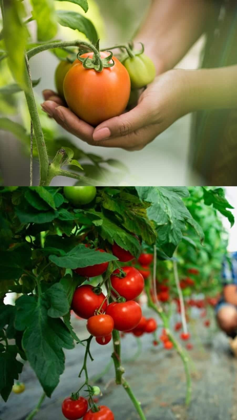 This Telangana farmer became a crorepati overnight with tomato farming iwh