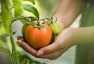 This Telangana farmer became a crorepati overnight with tomato farming iwh