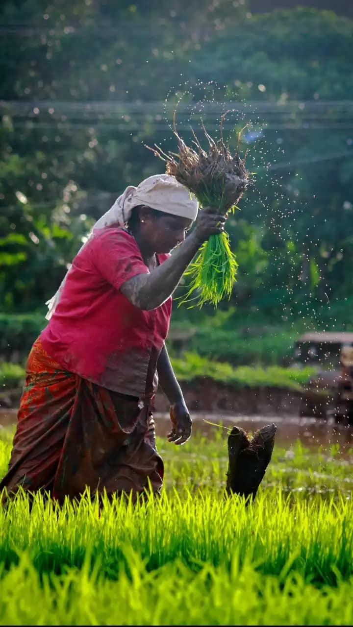 National Farmers Day 2024 का साजरा केला जातो? जाणून घ्या 6 खास गोष्टी