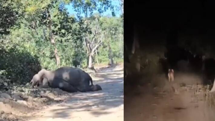 jim corbett national park bijrani zone elephant death tiger chased investigation