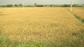 There Are No Laborers to Harvest Rice No Machinery At Chamarajanagar District gvd