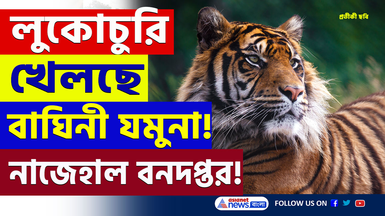 Jhargram Tiger News : এ যেন লুকোচুরি খেলা! ক্ষণে ক্ষণে স্থান পরিবর্তন, বাঘিনী যমুনাকে বাগে আনতে মরিয়া বনদপ্তর