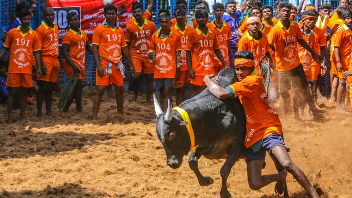 Jallikattu for Pongal! Announcement issued by the Tamil Nadu government tvk