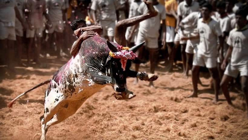 Tragic! 7 including spectators dead, over 400 injured in Jallikattu events across Tamil Nadu