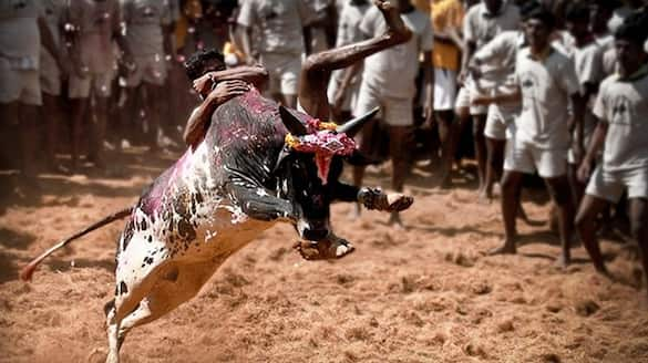 Publication of list of bulls and bullfighters to participate in jallikattu competition KAK