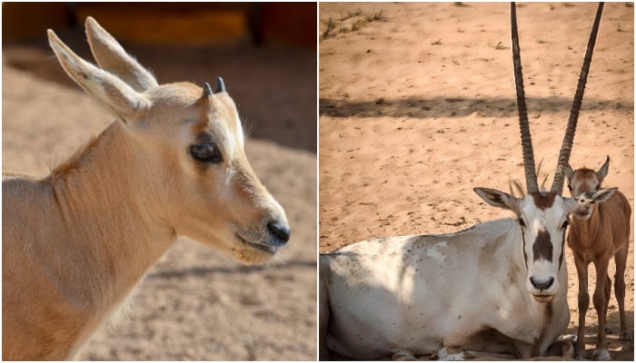 saudi arabia celebrates birth of fifteenth Arabian oryx 