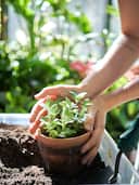 Gardening Guide: 5 key challenges in making indoor garden; how to overcome them