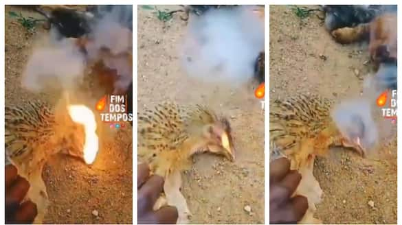 Video of fire and smoke coming out of the mouths of dead chickens in a village in Karnataka has gone viral 