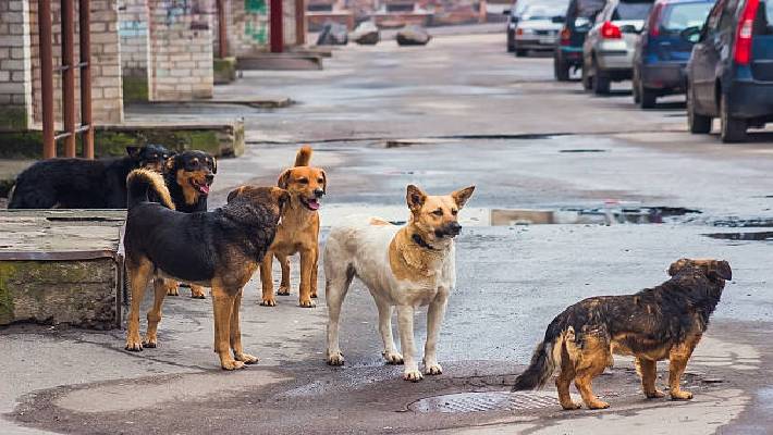 Relief for Livestock death due to Dog attacks TVK