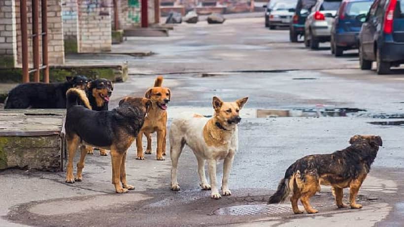 INHUMANE! Puppies and mother allegedly bludgeoned to death in Kerala's Kannur, netizens call for justice