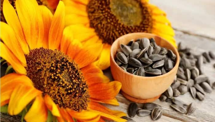 reasons to have a handful of sunflower seeds every day