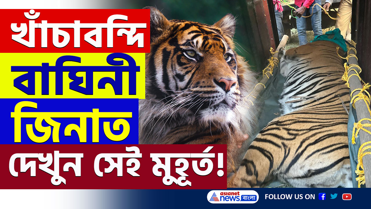 Tigress Zeenat Caged : দেখুন সেই মুহূর্ত! অবশেষে খাঁচাবন্দি বাঘিনী জিনাত, হাফ ছাড়ল গ্রামবাসীরা