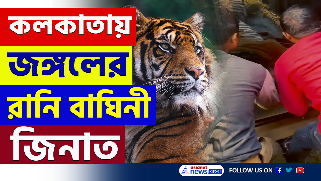 Tiger Zeenat Video : কেমন দেখতে? কলকাতায় আনা হল খাঁচাবন্দি জঙ্গলের রানি বাঘিনী জিনাত-কে