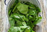 spinach-health-risks-for-specific-medical-conditions