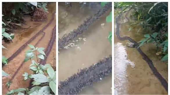 video of a bridge built by ants in flowing water has gone viral 