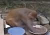 Monkey did Cook Wash Vessels and Help lot more grg 