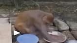 Monkey did Cook Wash Vessels and Help lot more grg 