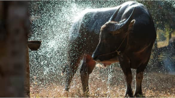 Bellary Villagers demand DNA test to find buffalo owner dispute surfaced Karnataka Andhra ckm