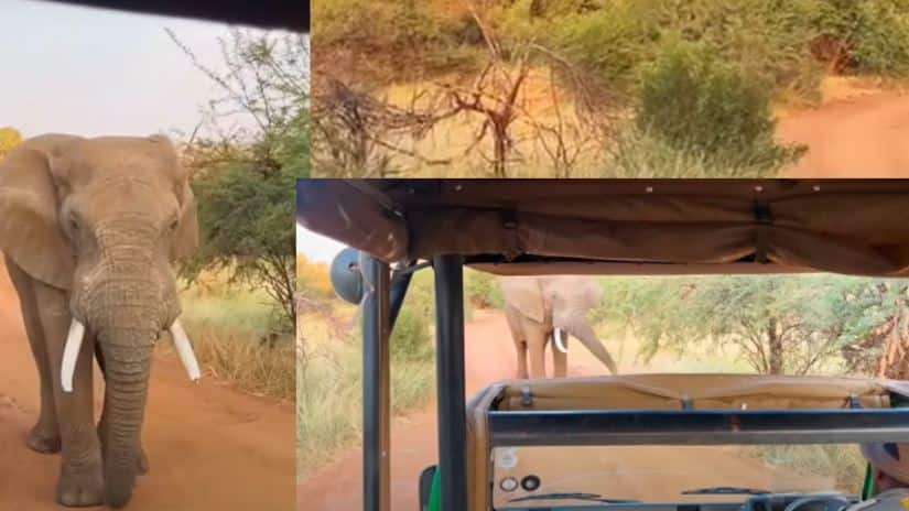 Elephant lift up tourist s Safari Vehicle watch video