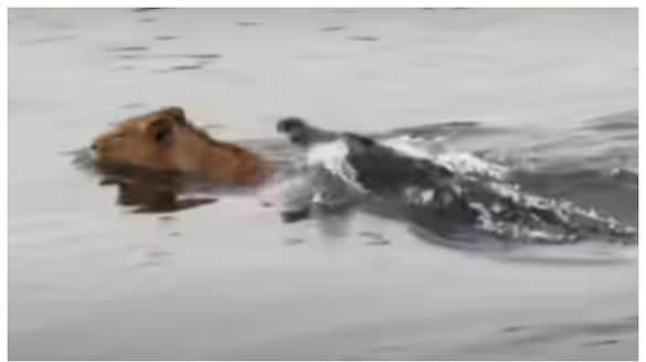 video of a battle in the water between a lion and a crocodile has gone viral  