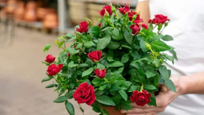 Tips to make roses bloom more