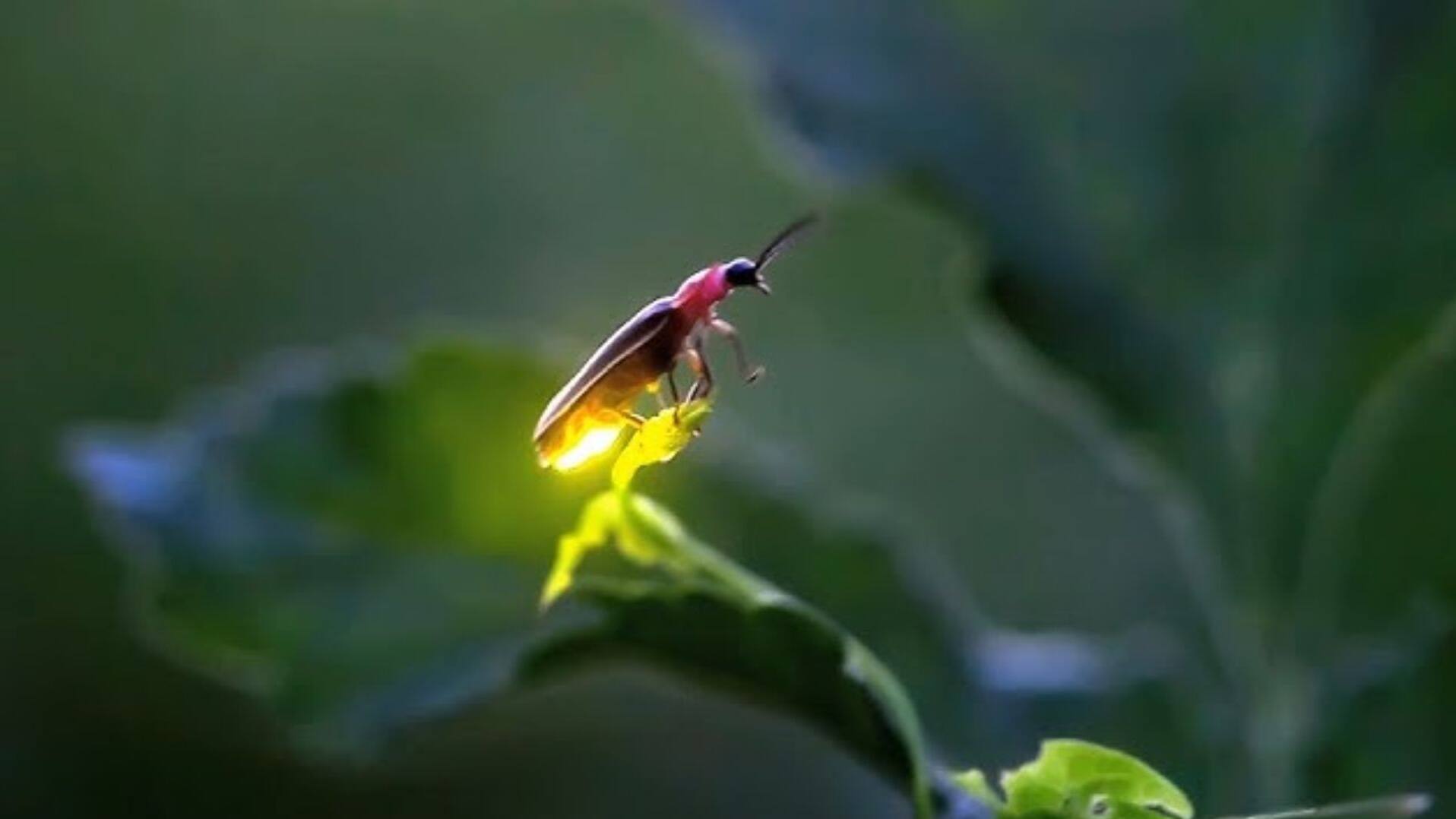 Fireflies