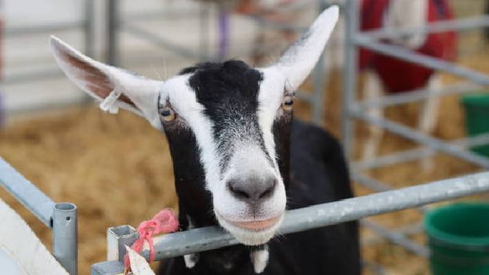 35 goats killed in Aarani area after being attacked by dogs in Tamil KAK
