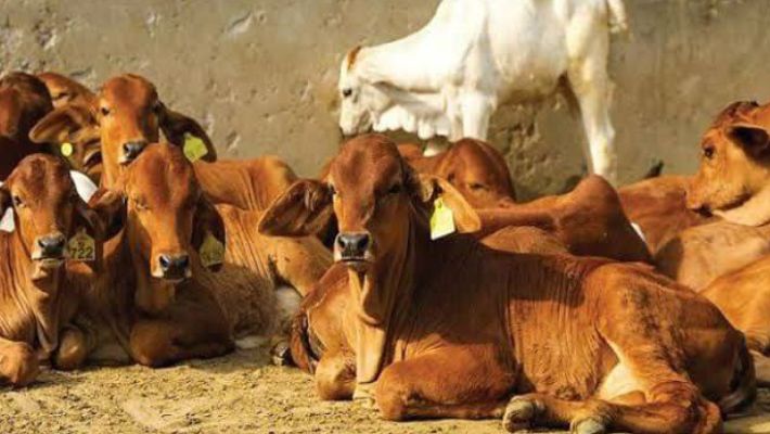 cow science university