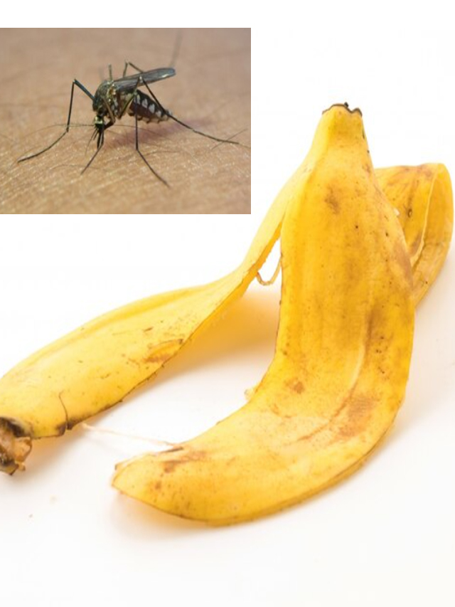 How to Use Banana Peel to Repel Mosquitoes | ಸೊಳ್ಳೆಗಳನ್ನು ಓಡಿಸಲು ...