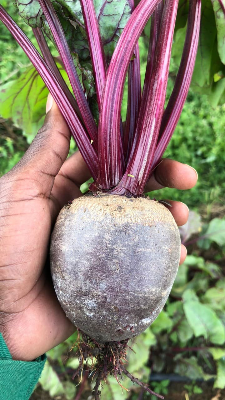 beetroot-benefits-why-doctors-recommend-eating-beetroot