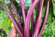 beetroot-benefits-why-doctors-recommend-eating-beetroot