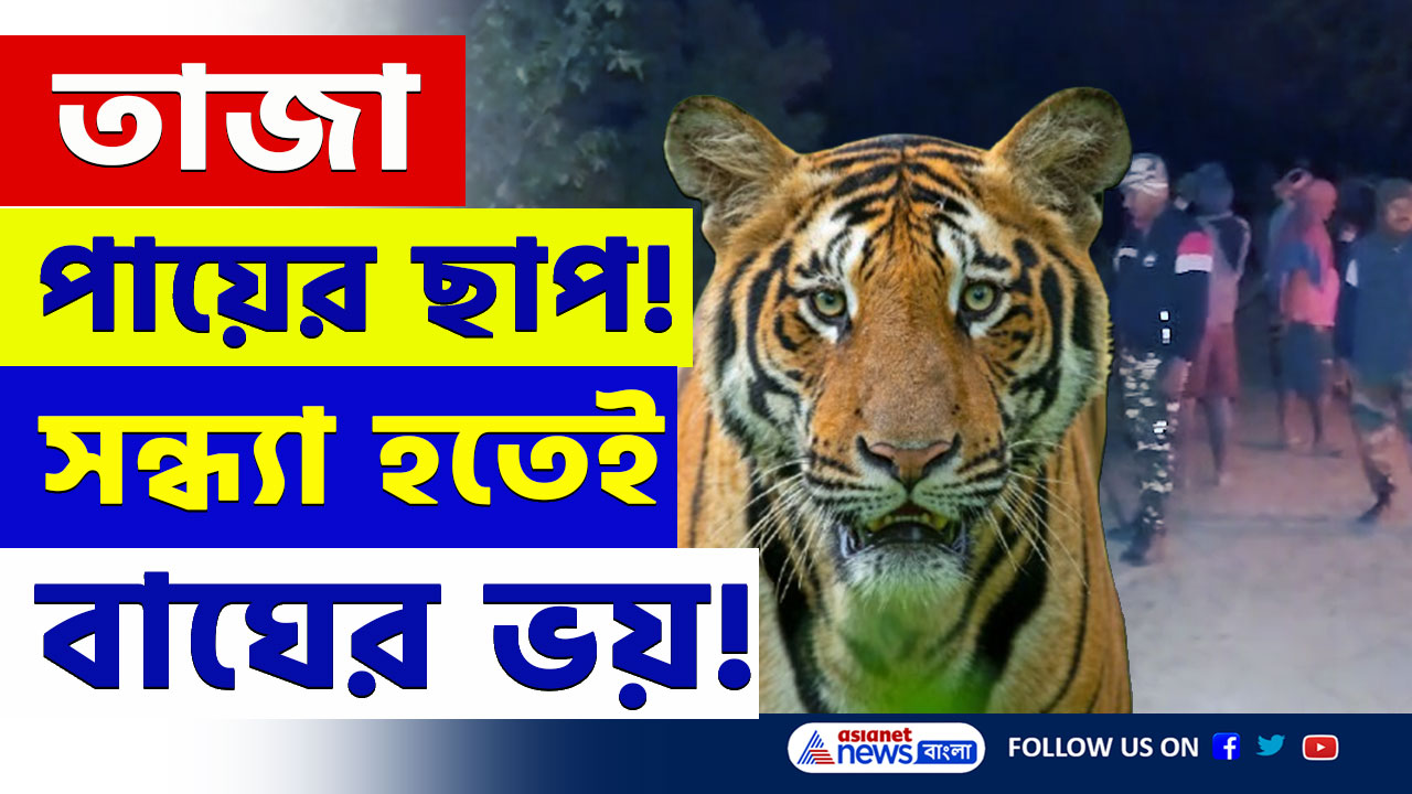 Kultali Tiger Video : বার বার হানা দিচ্ছে, সন্ধ্যা হতেই ভয়ে কেউ বেরচ্ছে না! কুলতলির বাঘ এখন কোথায় জানেন! দেখুন