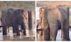 viral video wild elephant trapped between pillars when its stomach was full at Nagarahole Tiger Reserve