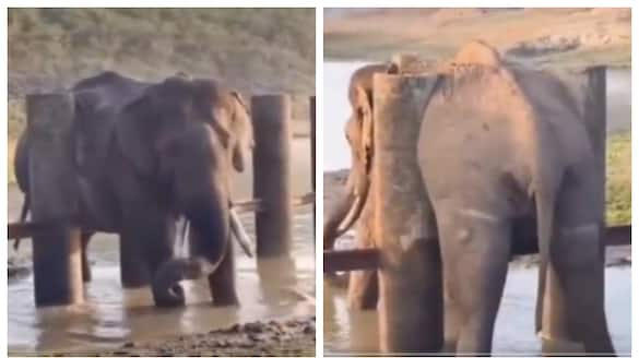 viral video wild elephant trapped between pillars when its stomach was full at Nagarahole Tiger Reserve