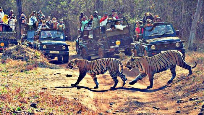 tadoba 