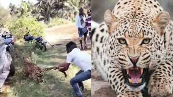 leopard in karnatka