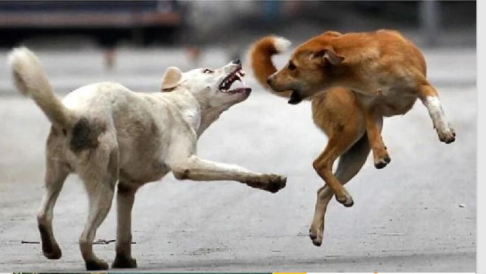 girl was bitten by ferocious dogs