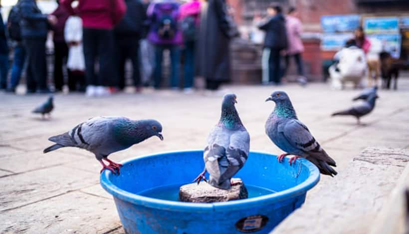 MP man kills 28 pet pigeons by twisting their necks to seek revenge on his neighbour over personal feud