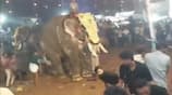 Kerala Elephant Goes Aggressive at Malappuram Event