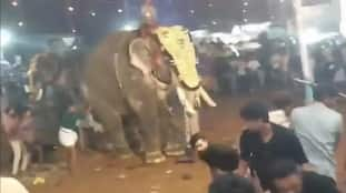 Kerala Elephant Goes Aggressive at Malappuram Event