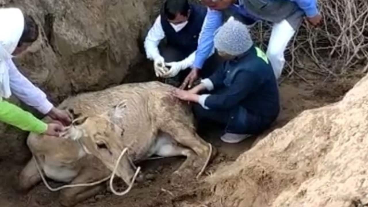 Nilgai hunting