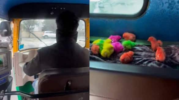 Colorful Chicks in the back of an auto video from bengaluru 