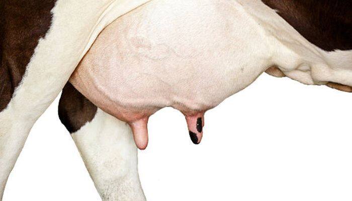 Cow udder