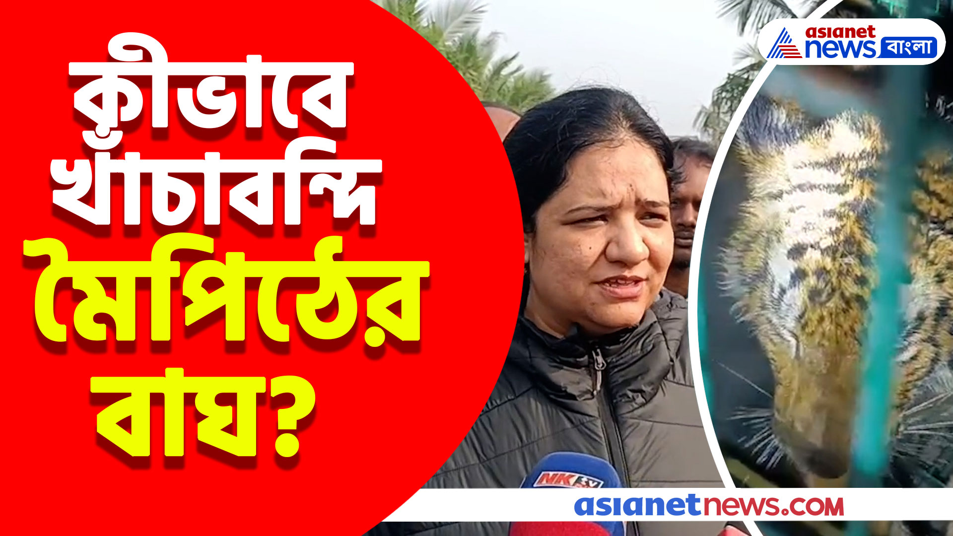 অবশেষে খাঁচাবন্দি মৈপিঠের বাঘ, কীভাবে হল এই অসাধ্য সাধন? জানাচ্ছেন ফরেস্ট অফিসার