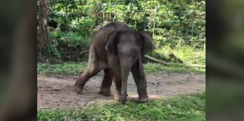 ಡೆಡ್ಲಿ ಡೇಂಜರ್: ನನ್ನದೇ ರೋಡ್, ನನ್ನದೇ ಹವಾ: ಇದು ಗಜಪಡೆ ಕಿರಿಕ್ ಕಹಾನಿ!