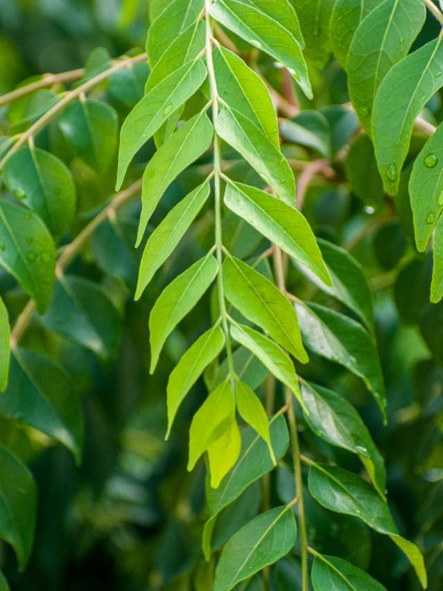 curry leaves to lower cholesterol and more 