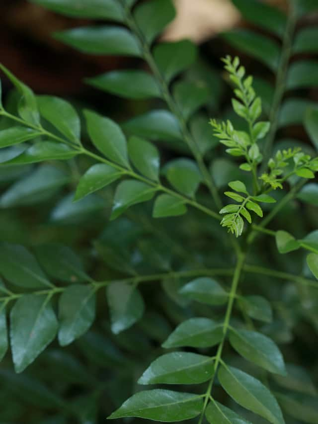 curry leaves for hair growth and remove dandruff 