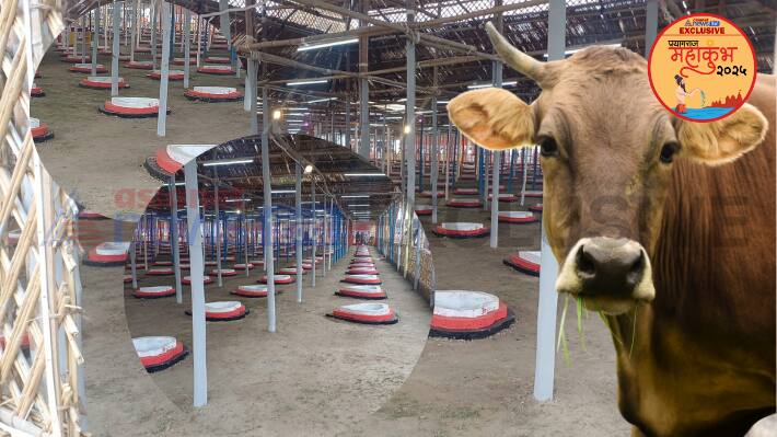 cow mahayagya